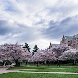 Splendour blossom in the Washington DC University courtyard. Flickr:Steve Gin