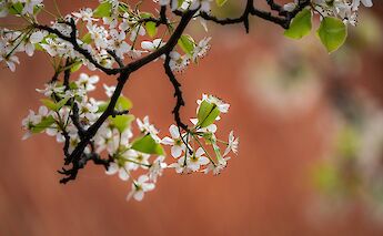 Cherry Blossoms in Alexandria, Virginia. John Brighenti@Flickr