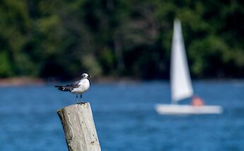 Dyke Marsh, Alexandria, Virginia. angela n.@Flickr