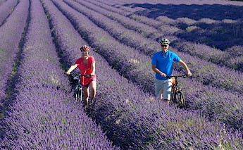 Cycling the lavender fields near Avignon, France.