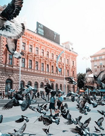 Pigeons at the Ban Jelacic Square, Zagreb. Unsplash:Adrian Krajcar