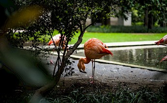 Beautiful flamingos. Flickr:Luca Sartoni