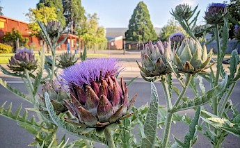 Artichokes in Eugene, Oregon. Jonathan Lidbeck@Flickr