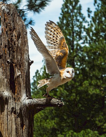 Smith Rock State Park, Oregon. Ronan Furuta@Unsplash
