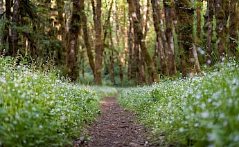 Willamette National Forest, Oregon. Jeremy AAsum@Unsplash