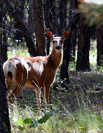 Deer in Mazama, Washington. CC:Sunshinedaydreams