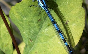 Damselfly in Methow Valley, Winthrop, Washington. Curt Smith@Flickr