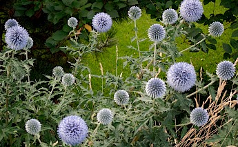 Globe Thistles in Methow Valley, Winthrop, Washington. Curt Smith@Flickr