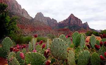 Zion National Park, Utah. George Pagan III@Unsplash
