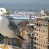 Seagull and the port of Cagliari in the background. Flickr:Stefano Bussolon