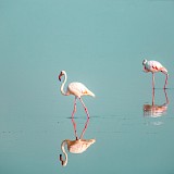 Pink flamingos at Park of Molentargius, Cagliari. Unsplash:Jake Nackos