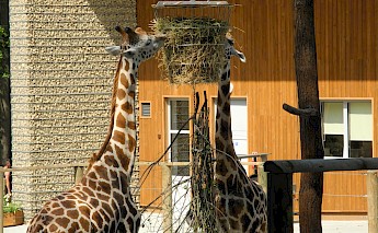 Krakow's Zoo. Flickr:Jakob Staniec