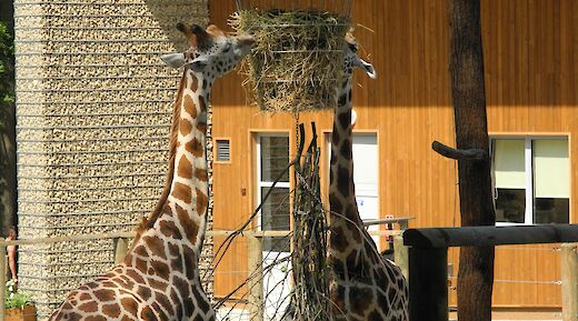 Krakow's Zoo. Flickr:Jakob Staniec