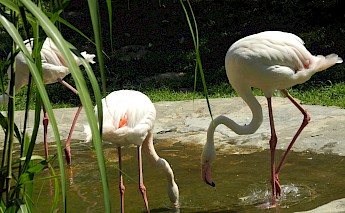 Krakow's Zoo. Flickr:Jakob Staniec