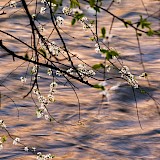 Flowers on the river Vilnia, Lithuania. Unsplash:Vaiva Deksnyte