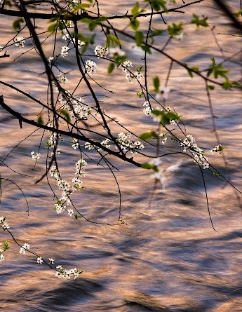 Flowers on the river Vilnia, Lithuania. Unsplash:Vaiva Deksnyte