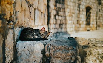 A cat asleep in Dubrovnik, Croatia. Miha Rekar@Unsplash