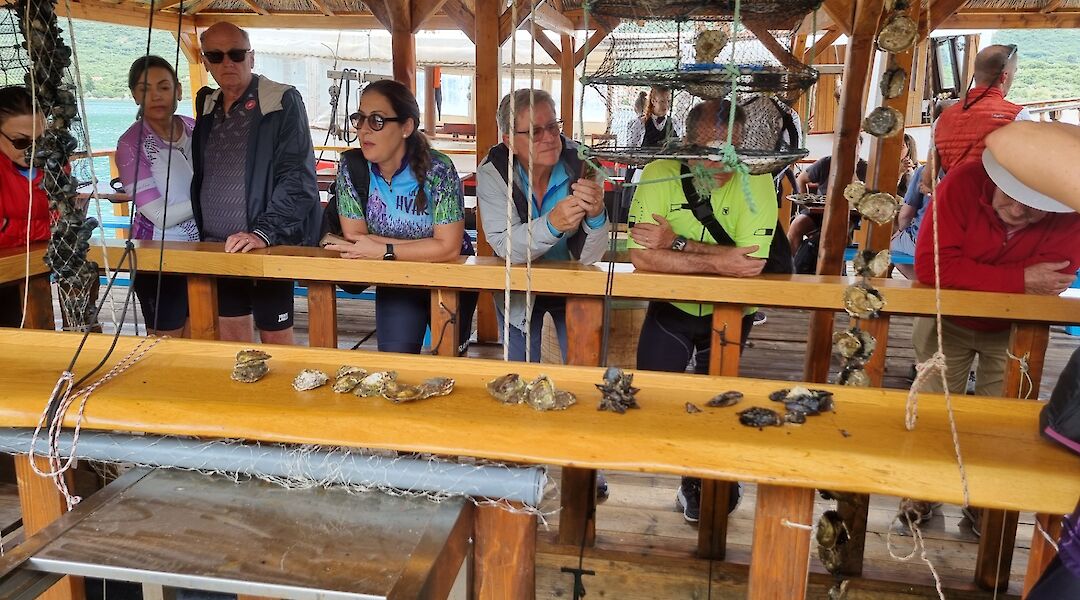 Oyster tasting. Epic Croatia