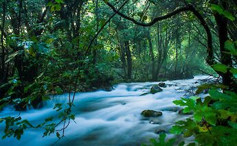 Ljuta River viewed through foliage, Croatia. Nikola Majksner@Unsplash