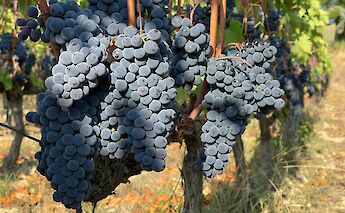 Grapes awaiting harvest in Tuscany, Italy. Unsplash: John Cameron