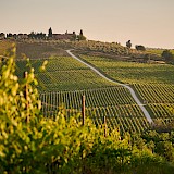 Vineyards of Tuscany. Unsplash:Johny Goerend