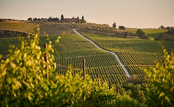 Vineyards stretching across rolling hills in Tuscany, with a dirt road leading to a distant farm.