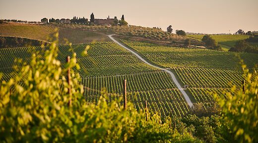 Vineyards stretching across rolling hills in Tuscany, with a dirt road leading to a distant farm.
