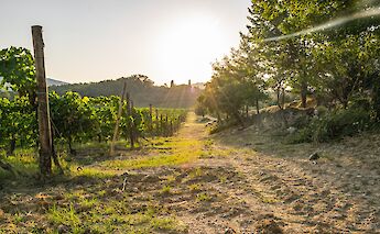 The sun illuminates a vineyard pathway in Chianti Colli Fiorentini, Tuscany, with lush green vines and trees.