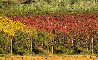 Tuscan Vineyard, Italy. Francesco Veronesi@Flickr