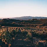 Sunbathed vineyards, Tuscany. Unsplash:Marco Priore