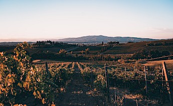 Sunbathed vineyards, Tuscany. Unsplash:Marco Priore