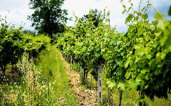 Sovestro in Poggio Vineyard, San Gimignano, Tuscany, Italy. Bely Medved@Flickr