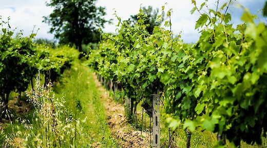 Sovestro in Poggio Vineyard, San Gimignano, Tuscany, Italy. Bely Medved@Flickr