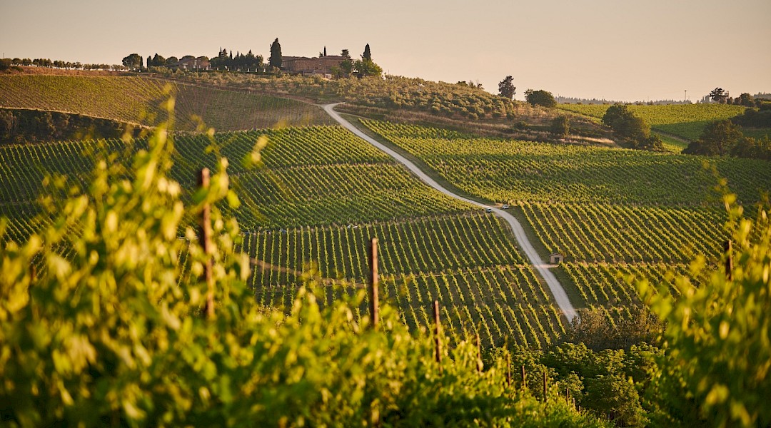 Vineyards of Tuscany. Unsplash:Johny Goerend