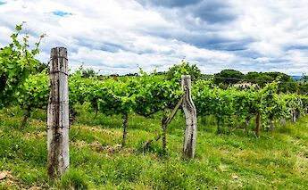 Vines in Poggio Vineyard, San Gimignano, Tuscany, Italy. Bely Medved@Flickr