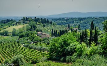 Vineyards, San Gimignano, Tuscany, Italy. WINDENRIC@Flickr
