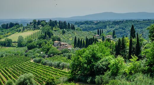 Chianti to San Gimignano Florence Bike Tour with Wine & Olive Oil Tasting, Florence