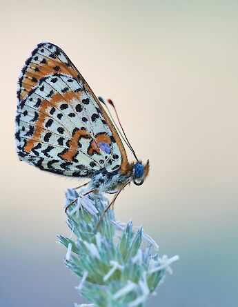Butterfly in Chianti, Tuscany, Italy. Wolfgang Hasselmann@Unsplash
