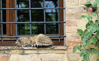Cat sleeping in Chianti, Tuscany, Italy. Daniela Turcanu@Unsplash