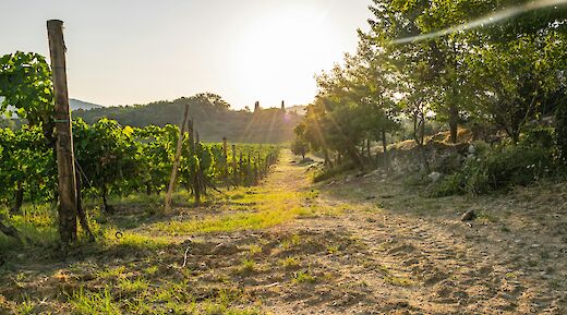 Chianti, Tuscany, Italy. Dominik Dancs Mok@Unsplash