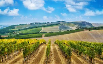 Vineyard in Chianti, Tuscany, Italy. Getty Images@Unsplash