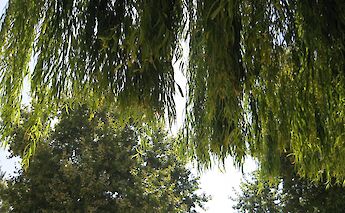 Trees in Parc de la Mar, Palma de Mallorca, Spain. Flickr: Pablo Rodriguez