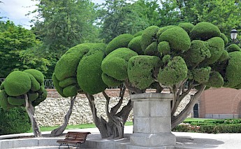 Sculpted trees with thick, rounded green foliage in Retiro Park, Madrid.