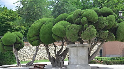 Sculpted trees with thick, rounded green foliage in Retiro Park, Madrid.