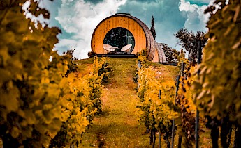 Vineyard by the Douro River, Porto. Unsplash:Redcharlie