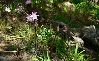 Flowers, Terceira Island, Azores, Portugal. Ries Bosch@Unsplash