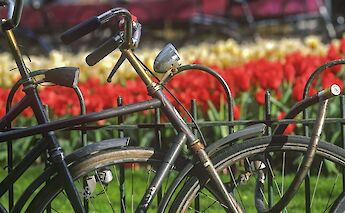 Bicycles parked near tulip fields, Amsterdam bike tour, Holland. CC:TO