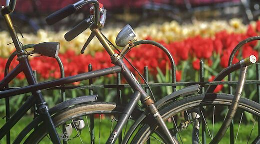 Bicycles parked near tulip fields, Amsterdam bike tour, Holland. CC:TO