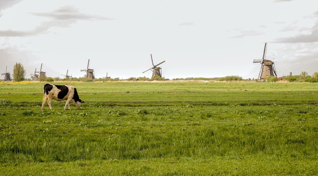 Picturesque Dutch countryside with windmills. Unsplash:Daniela Paola Alchapar