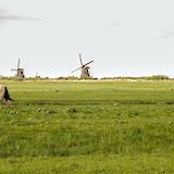 Picturesque Dutch countryside with windmills. Daniela Paola Alchapar@Unsplash